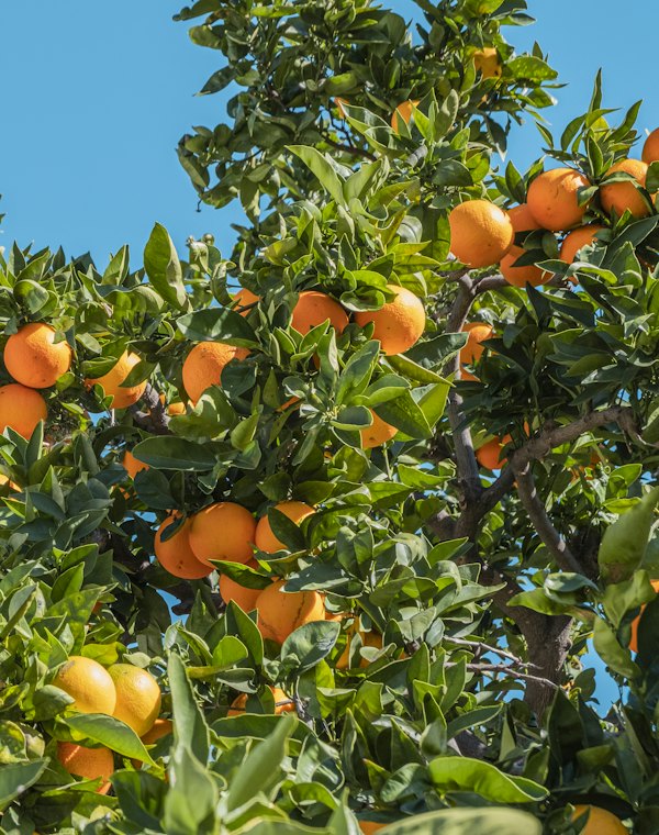 Laranjeira carregada de frutas